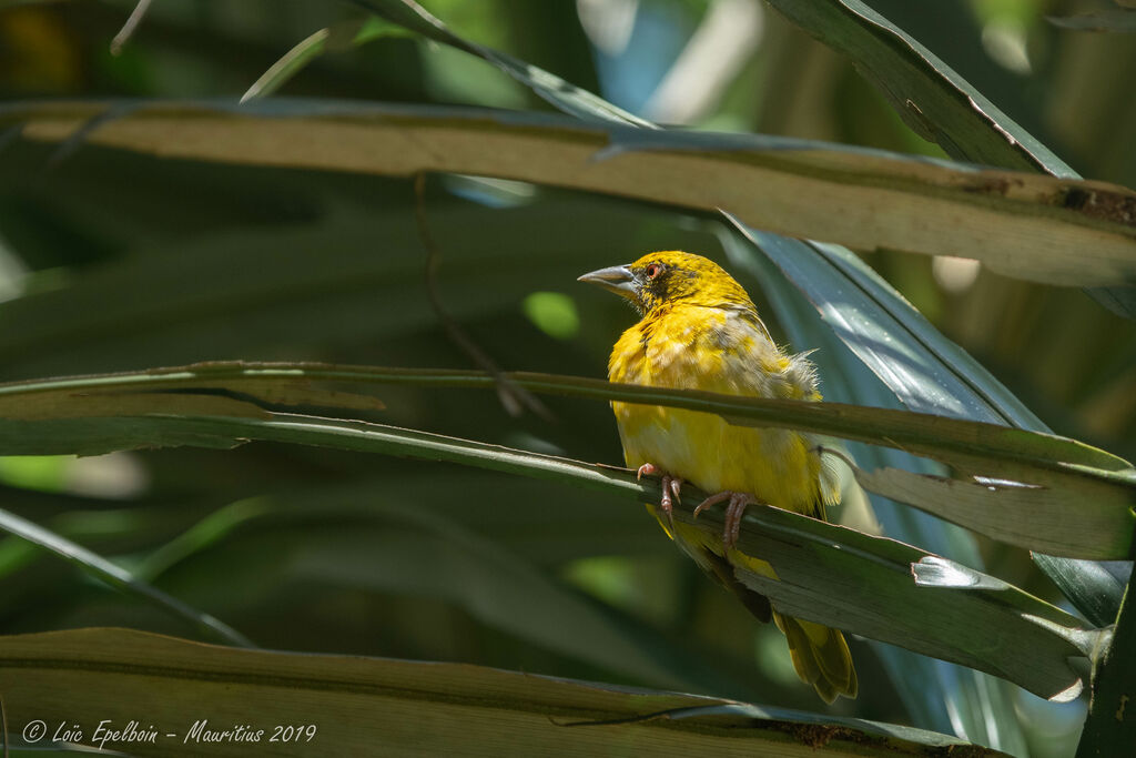 Village Weaver