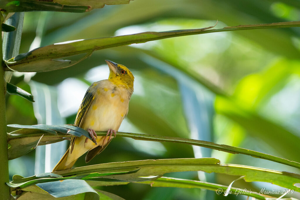 Village Weaver