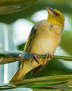 Village Weaver