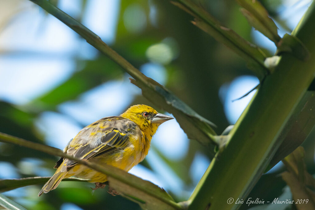 Village Weaver