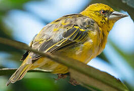 Village Weaver