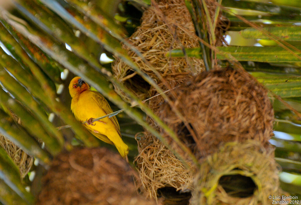 Tisserin jaune