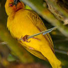 Tisserin jaune