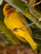 Eastern Golden Weaver