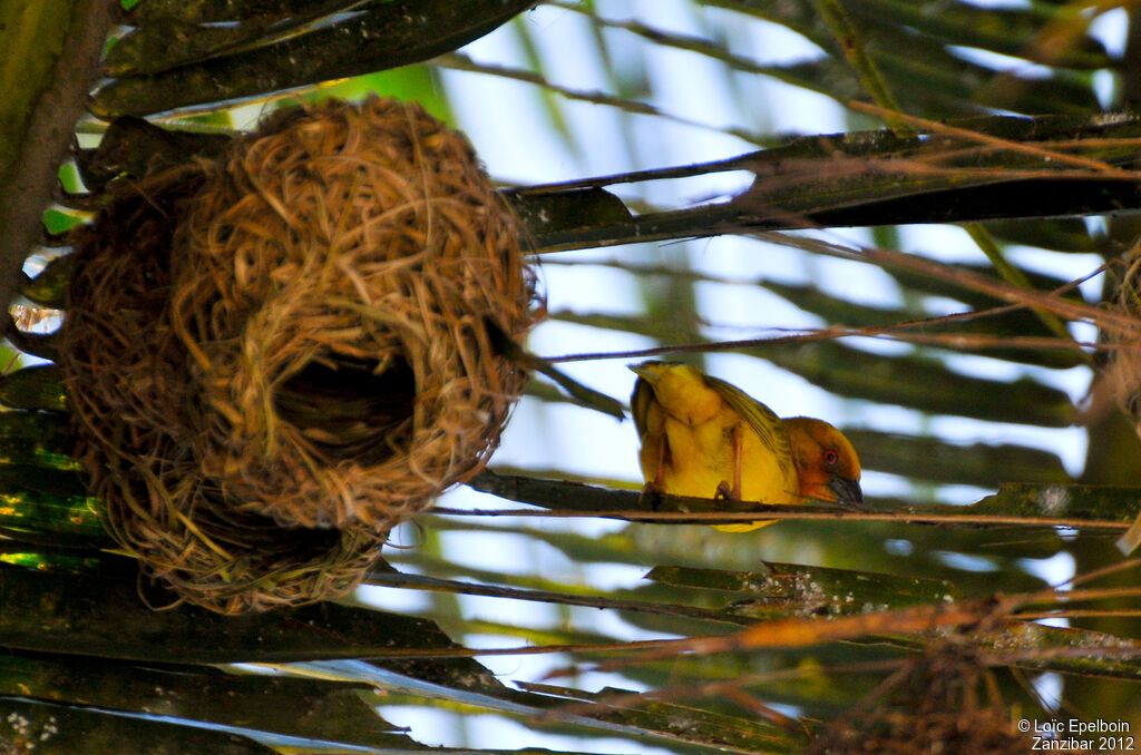 Tisserin jaune