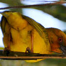 Tisserin jaune