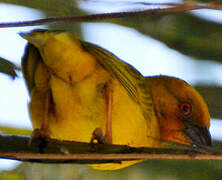 Eastern Golden Weaver