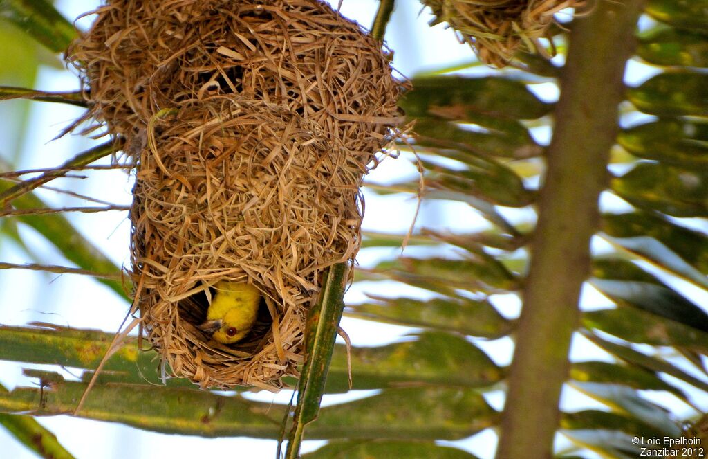 Eastern Golden Weaver