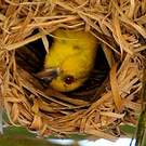 Tisserin jaune