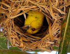 Eastern Golden Weaver