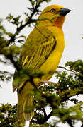 Holub's Golden Weaver