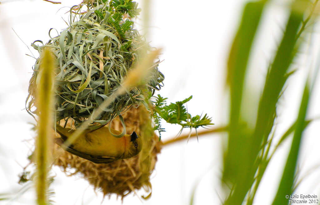 Holub's Golden Weaver