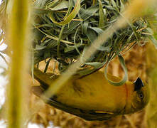 Holub's Golden Weaver