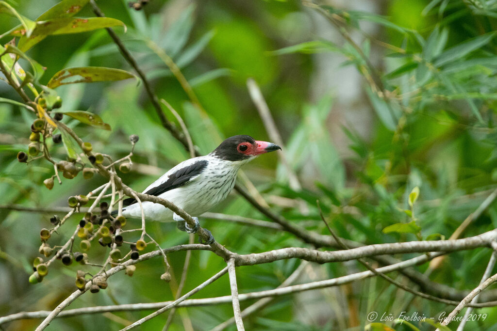 Black-tailed Tityra