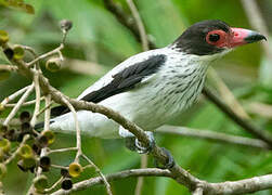 Black-tailed Tityra