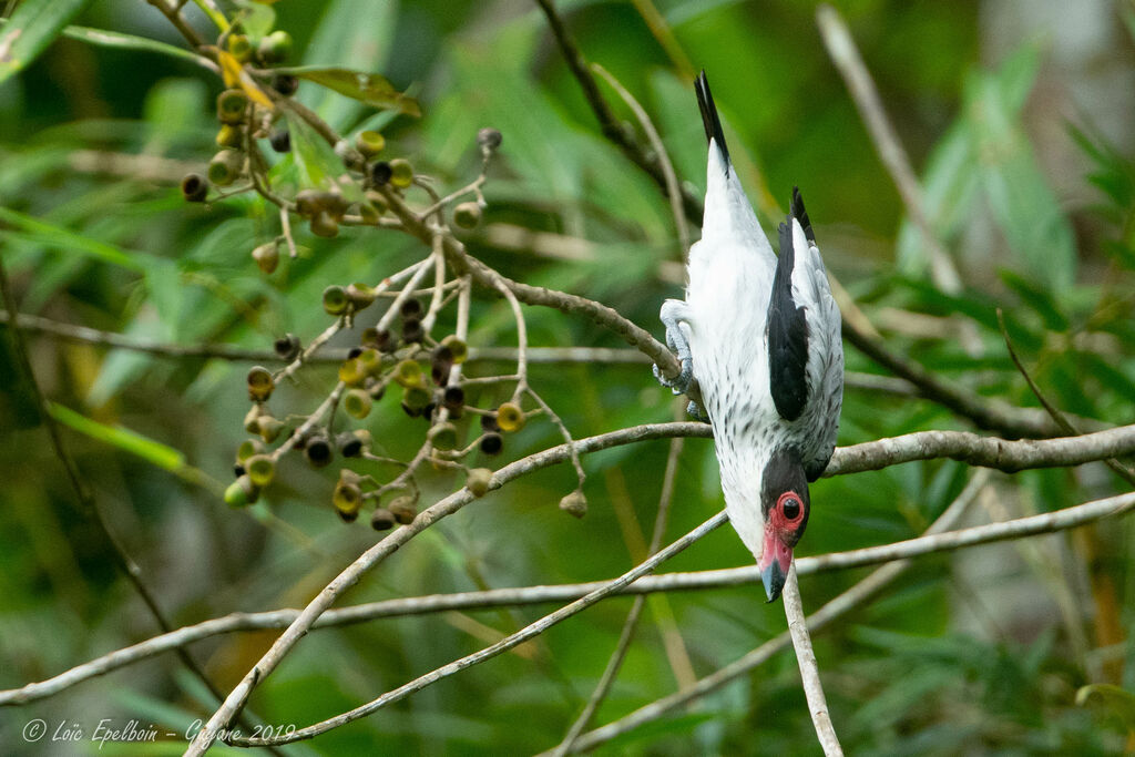 Black-tailed Tityra