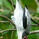 Tityre gris
