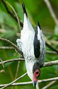 Black-tailed Tityra