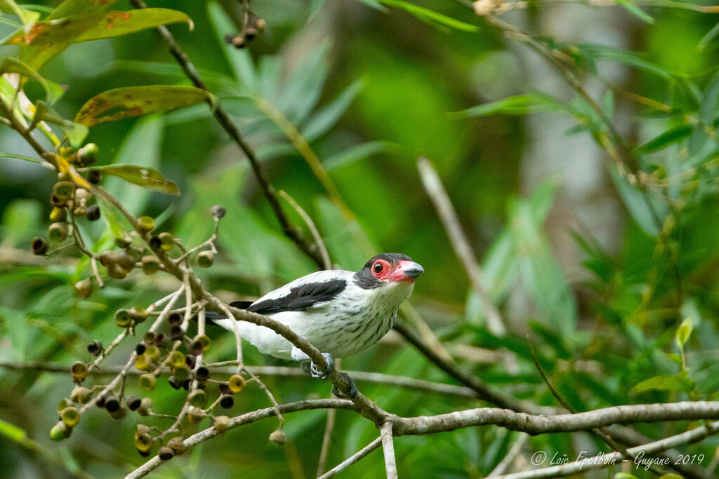 Black-tailed Tityra