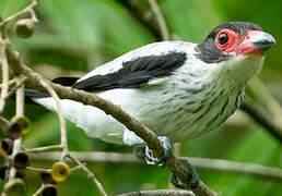 Black-tailed Tityra