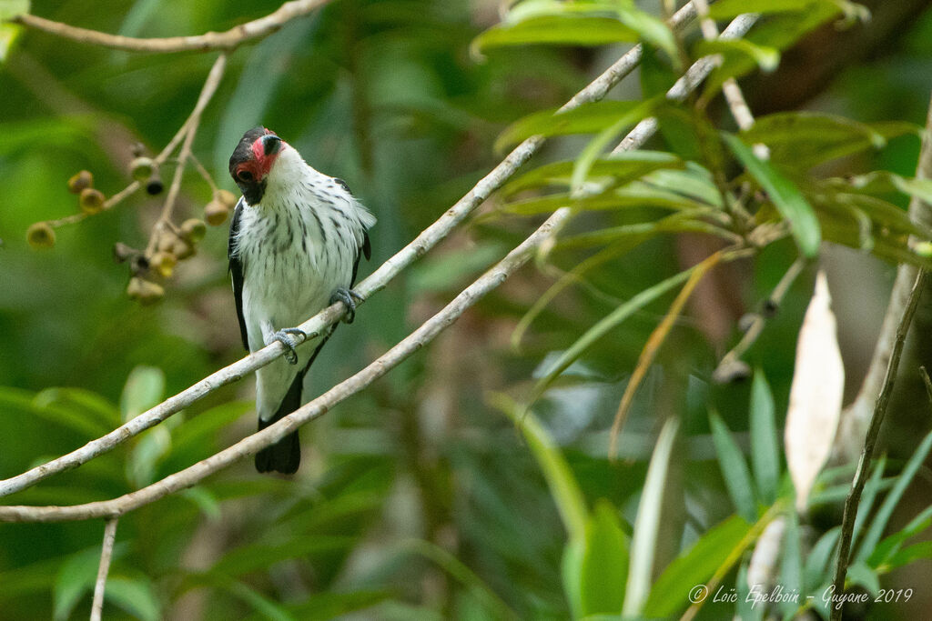 Black-tailed Tityra