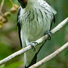 Tityre gris