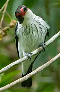 Black-tailed Tityra