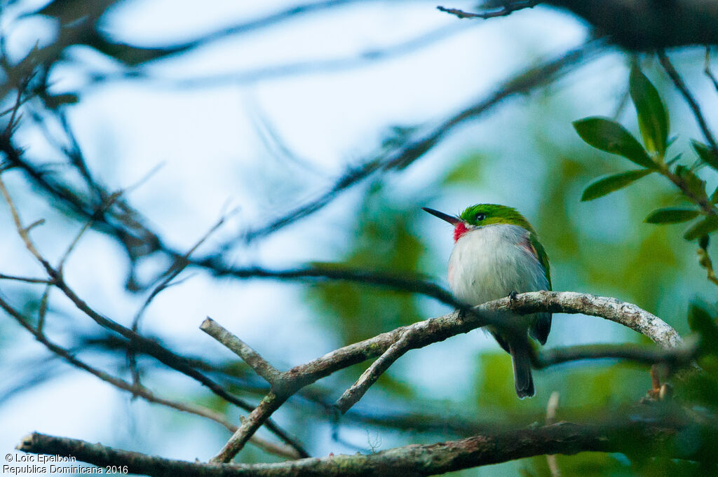 Narrow-billed Tody