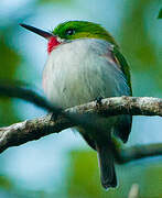 Narrow-billed Tody