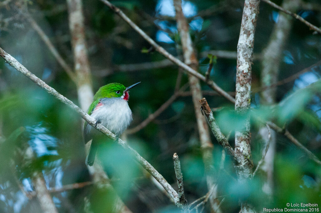 Narrow-billed Tody