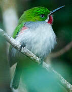 Narrow-billed Tody