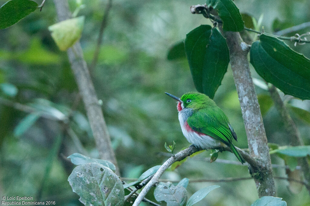 Narrow-billed Tody