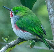 Narrow-billed Tody