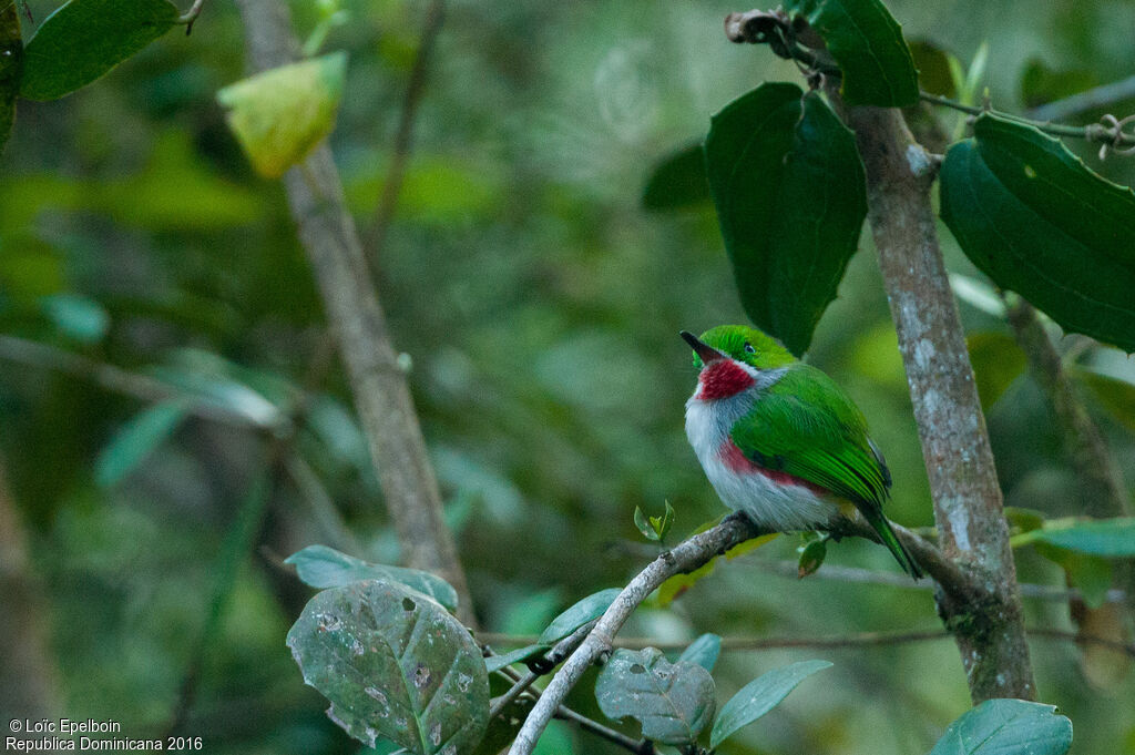 Narrow-billed Tody