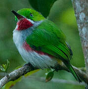 Narrow-billed Tody