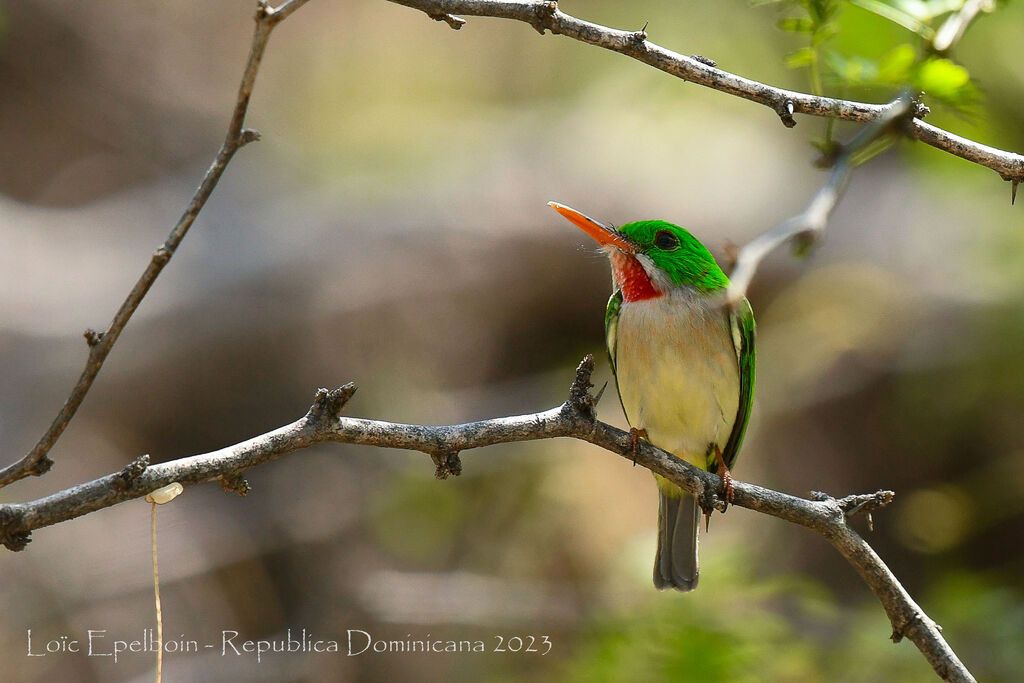 Broad-billed Tody