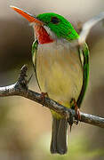 Broad-billed Tody