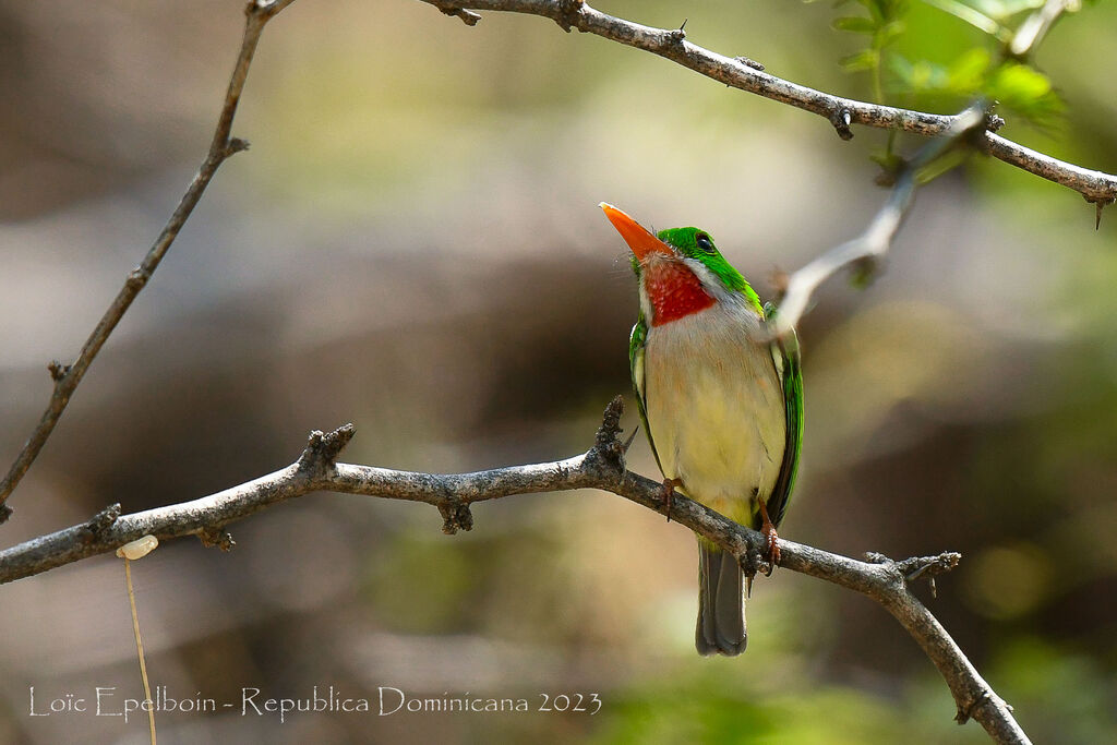 Broad-billed Tody