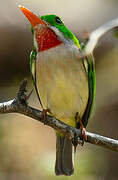 Broad-billed Tody