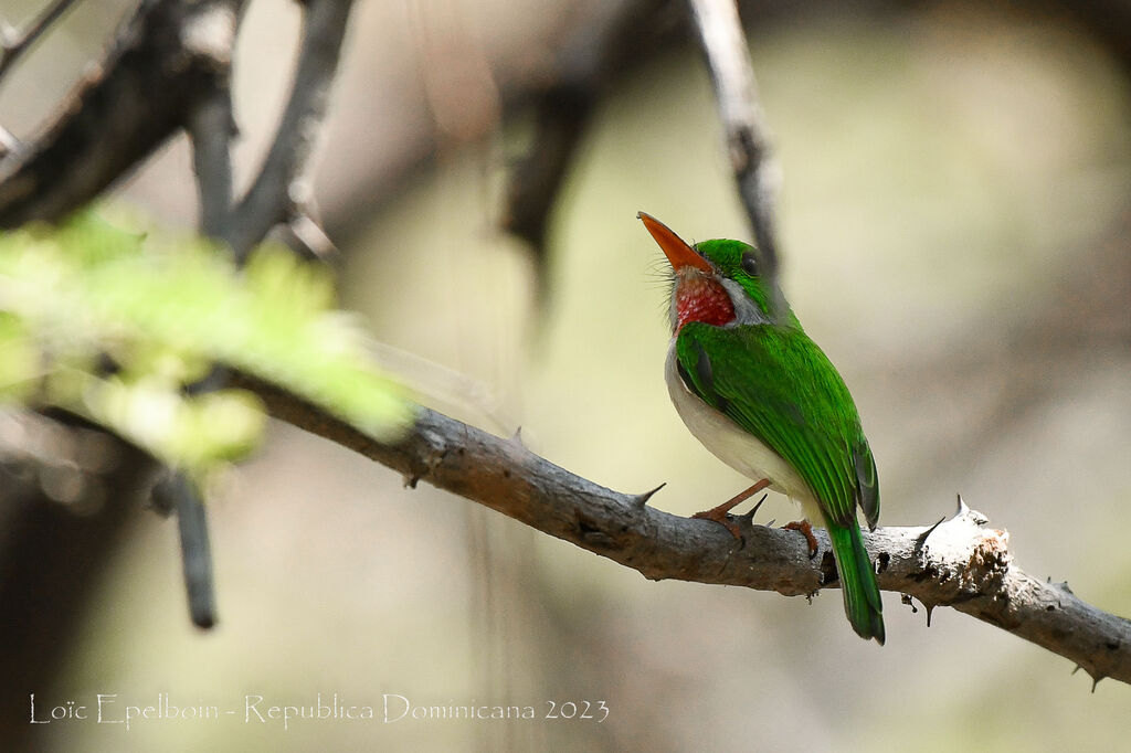 Broad-billed Tody