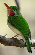 Broad-billed Tody