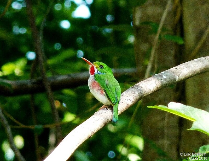 Cuban Tody, identification