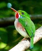 Cuban Tody