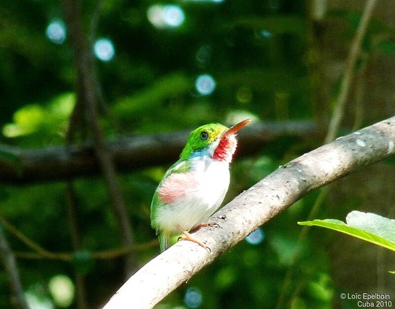 Cuban Tody