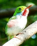 Cuban Tody