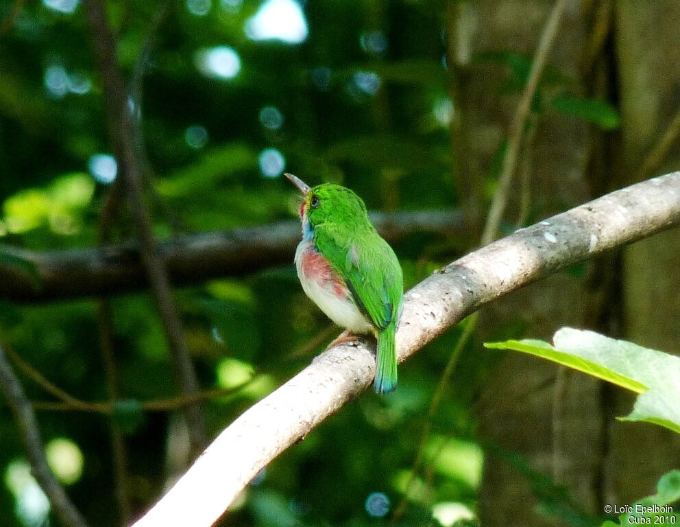 Cuban Tody