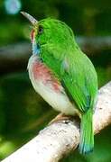 Cuban Tody