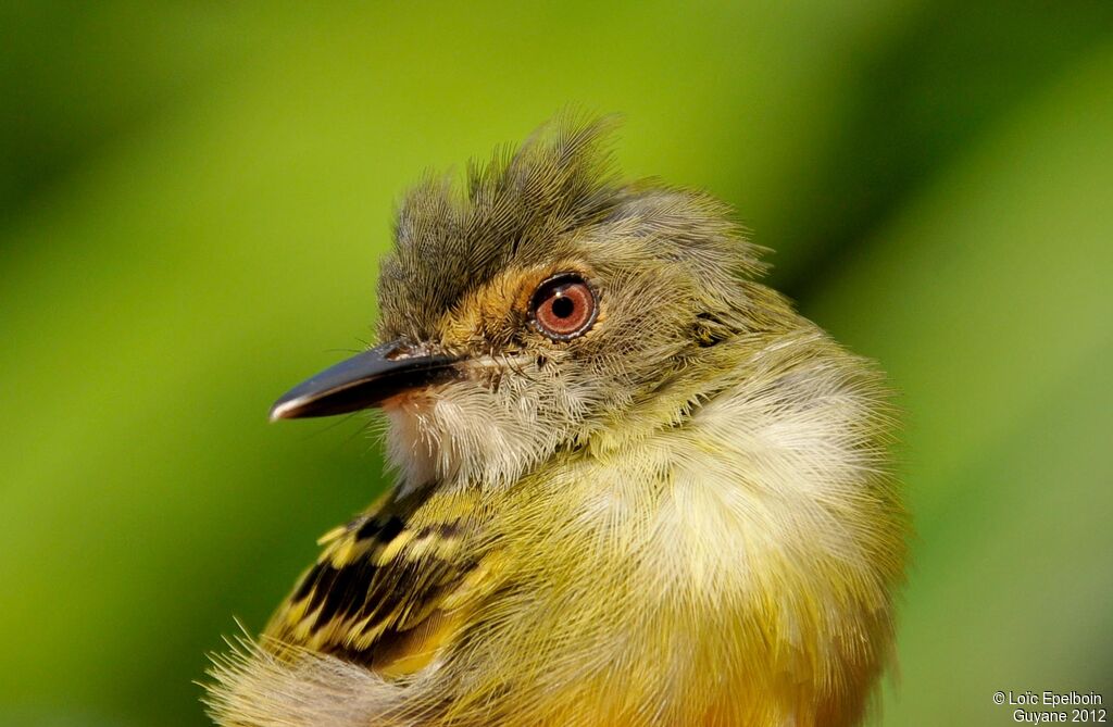 Smoky-fronted Tody-Flycatcher