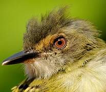 Smoky-fronted Tody-Flycatcher