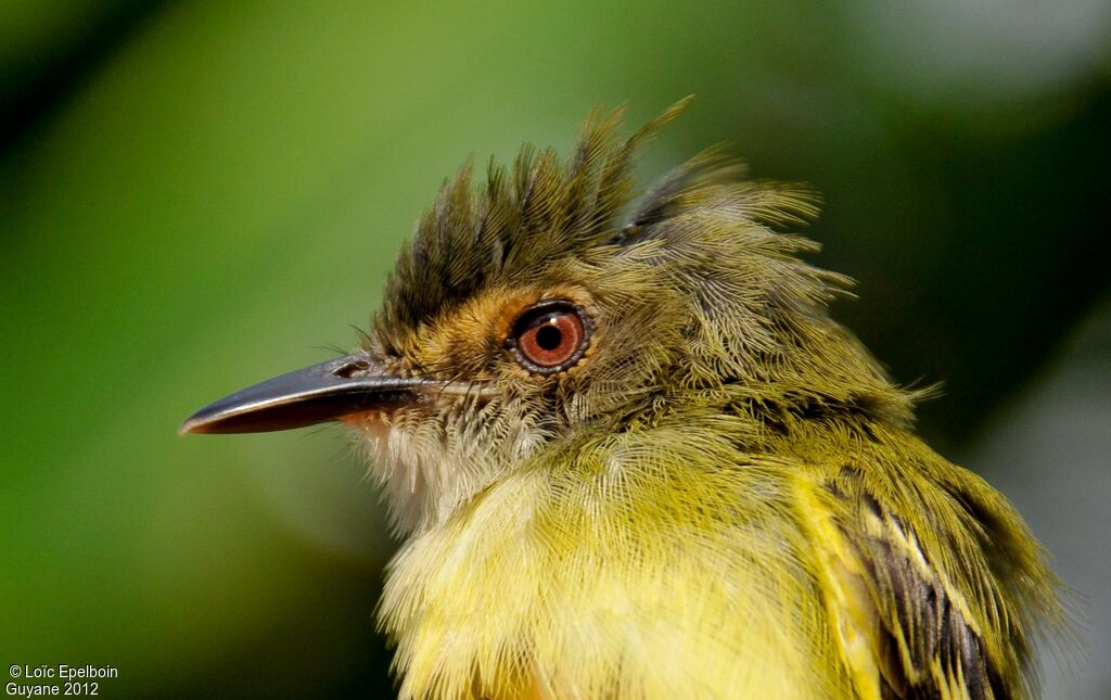 Smoky-fronted Tody-Flycatcher